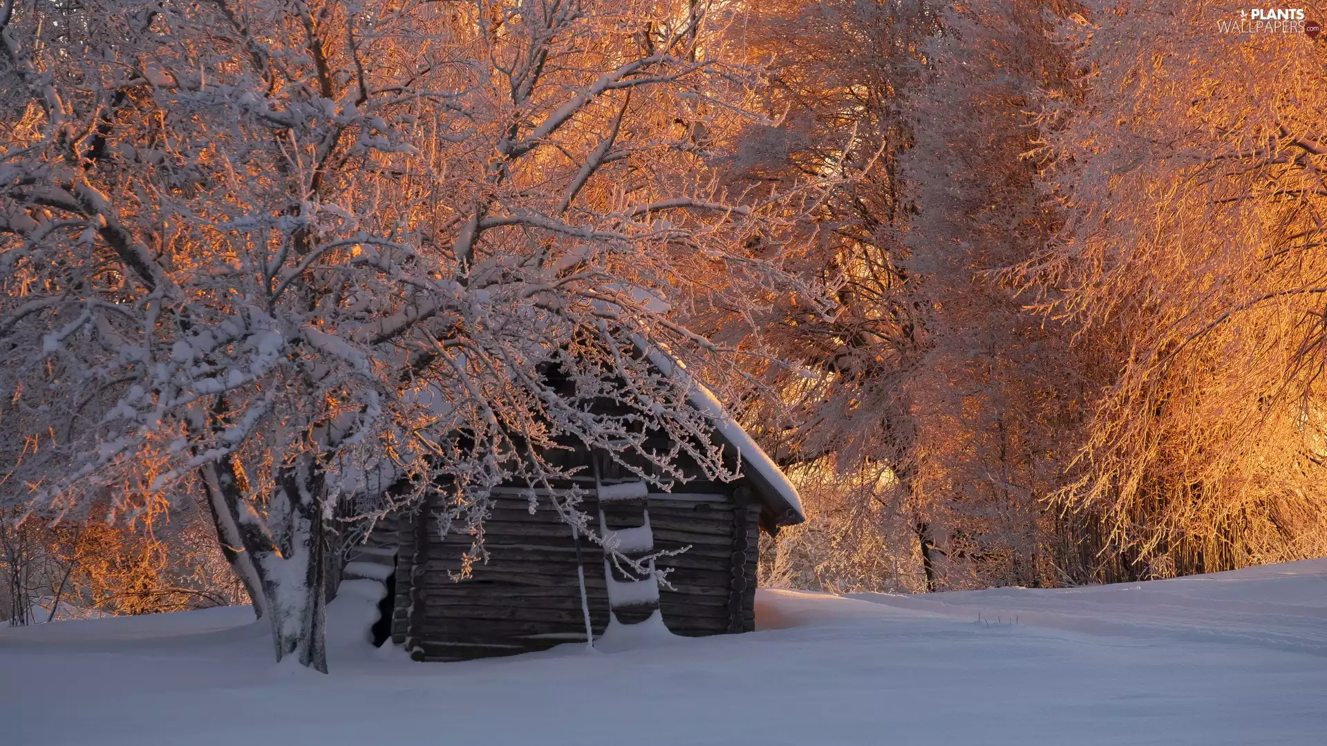 trees, viewes, Home, forest, cote, Snowy, winter, Wooden