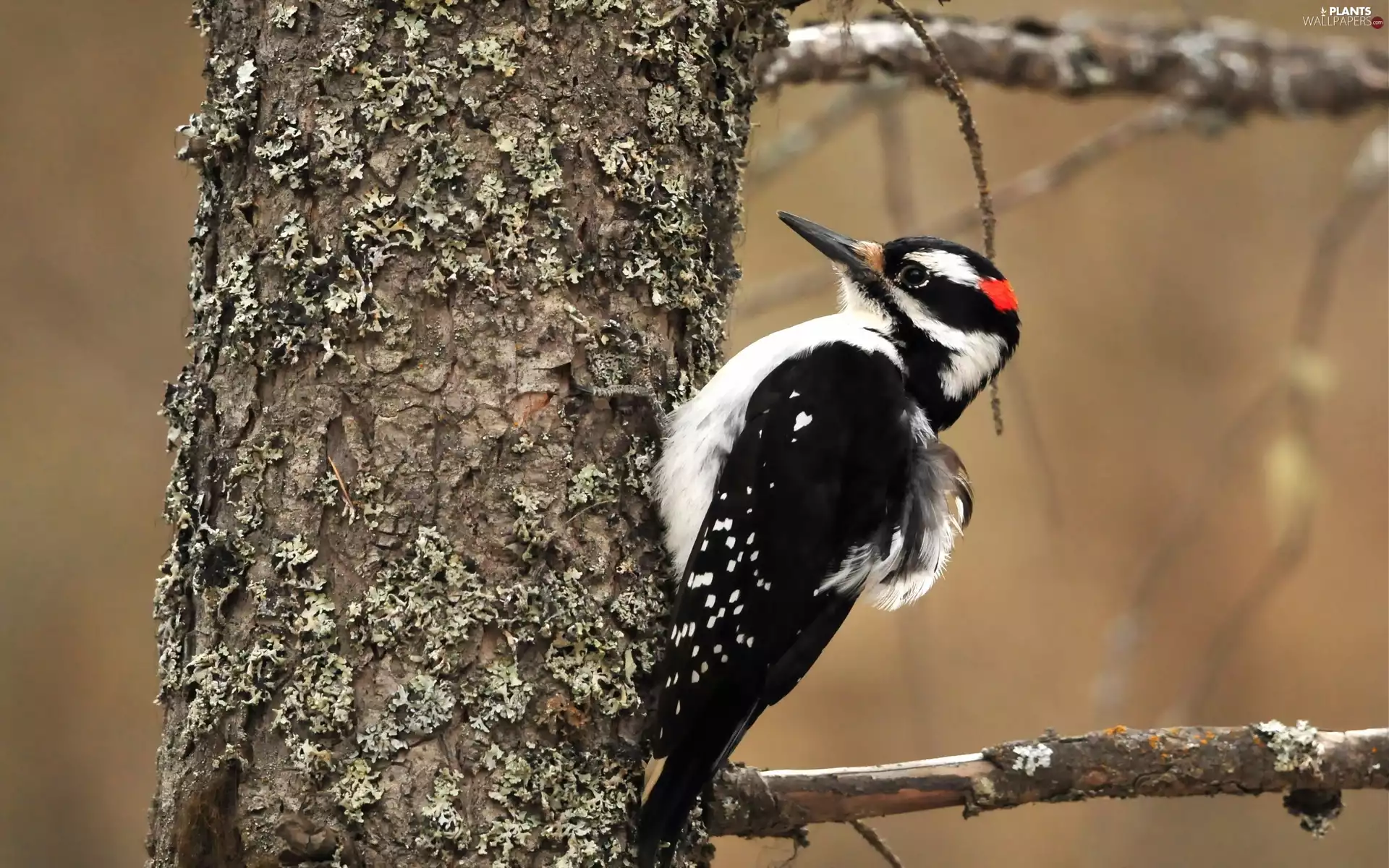 woodpecker, trees