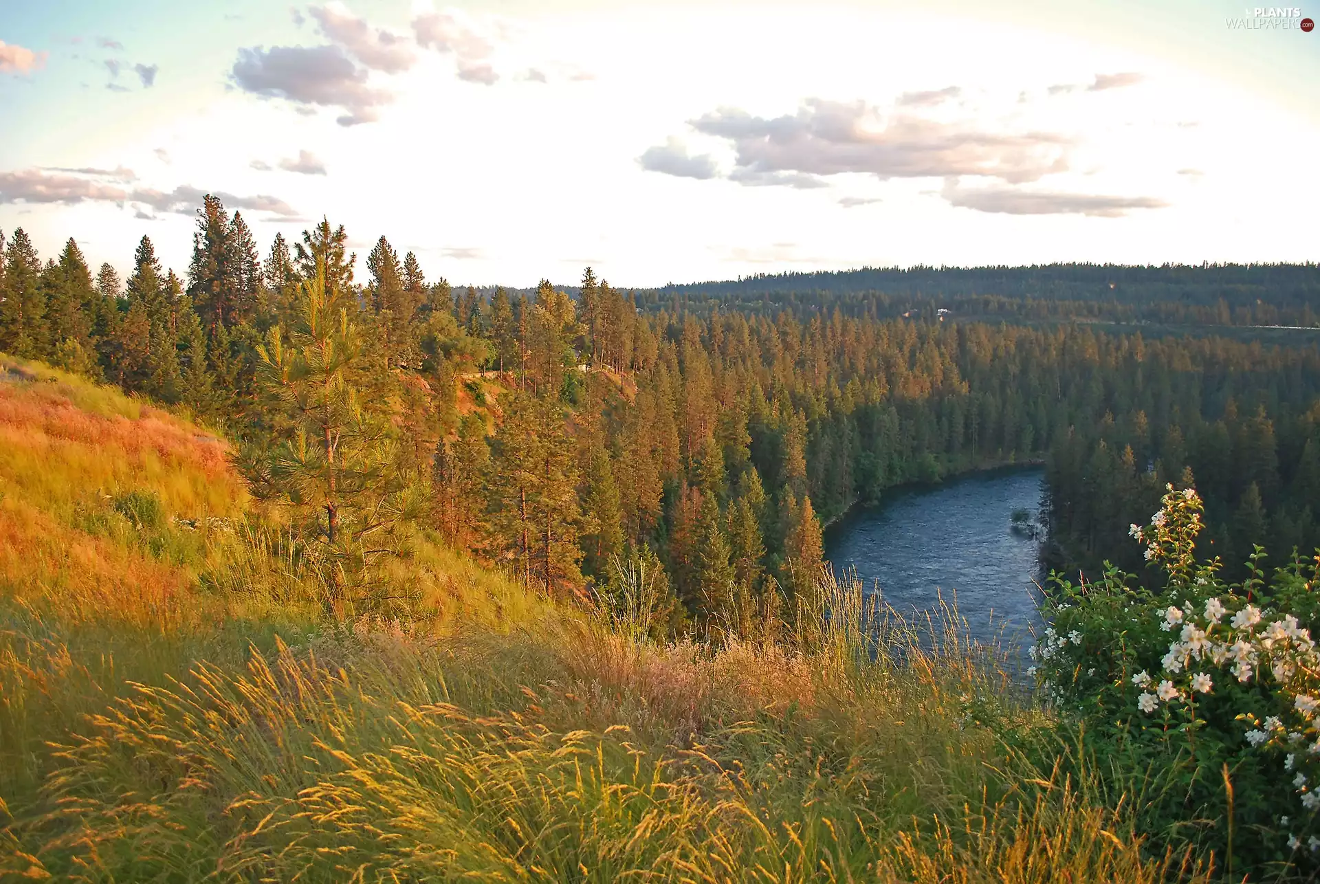 autumn, River, grass, woods