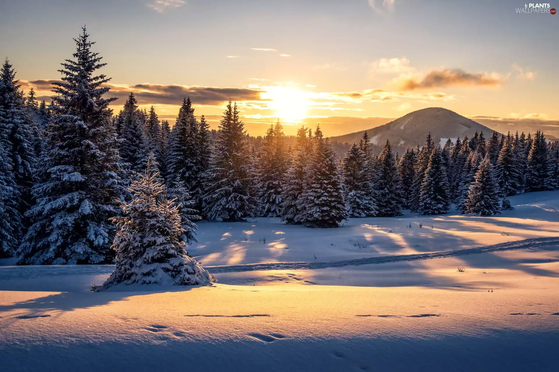woods, Mountains, trees, viewes, Great Sunsets, winter, Trodden, Path, snow