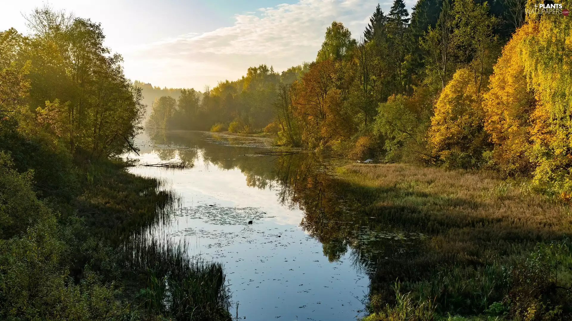 viewes, woods, River, trees, autumn