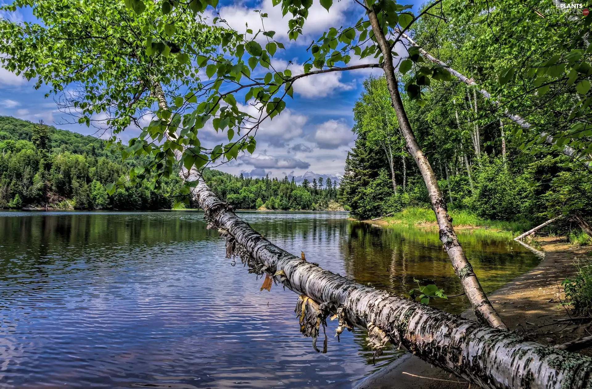 birch-tree, summer, woods, inclined, River