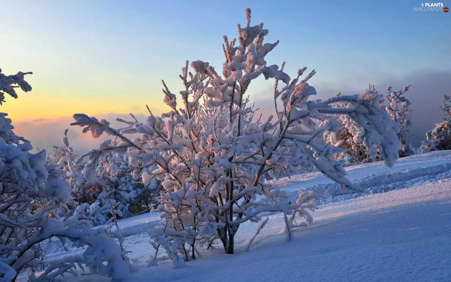 woods, Mountains, trees, viewes, luminosity, winter, sun, flash, ligh