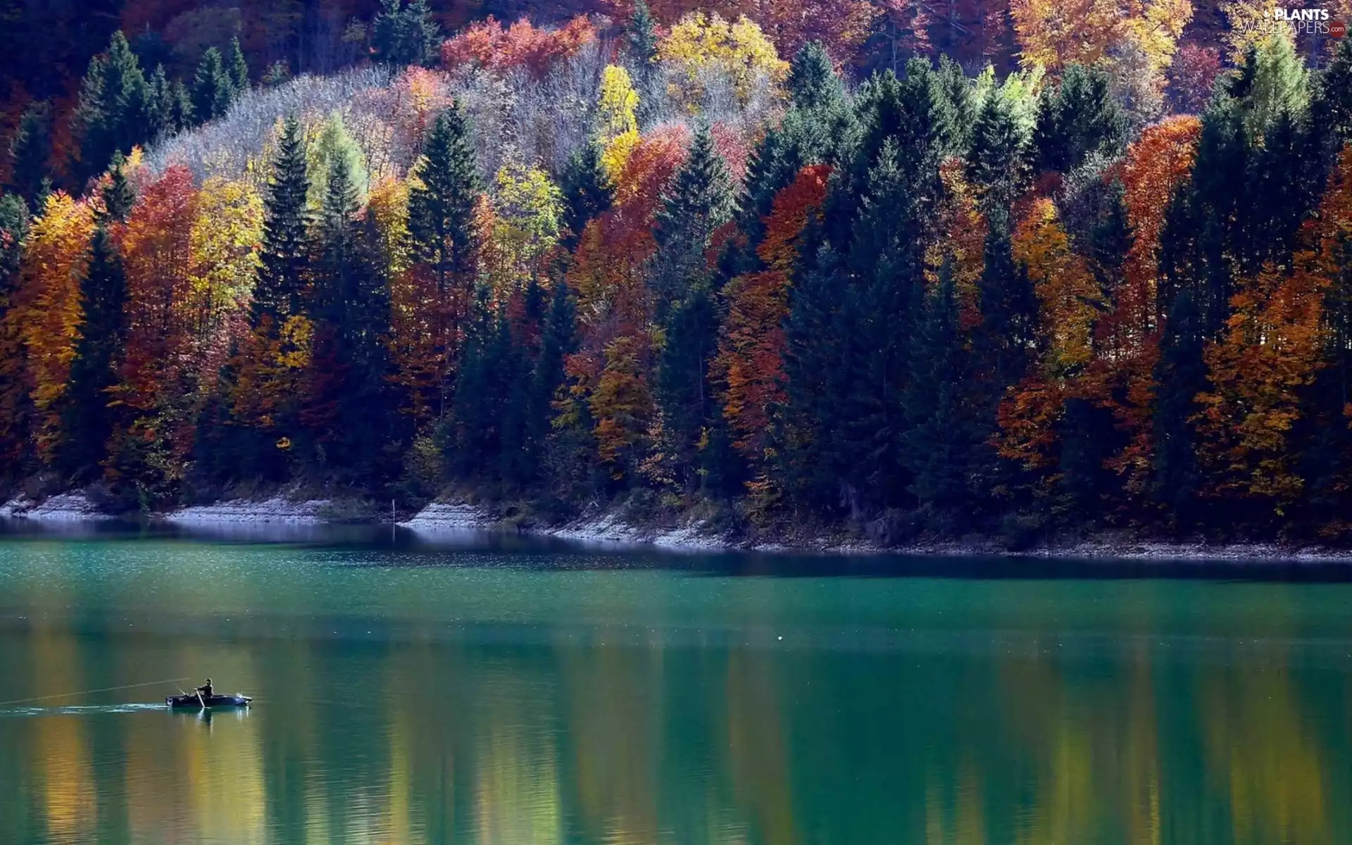color, Boat, viewes, woods, lake, trees, autumn