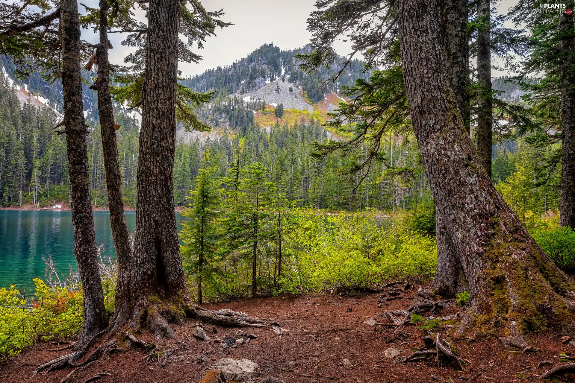 Mountains, woods, viewes, lake, trees