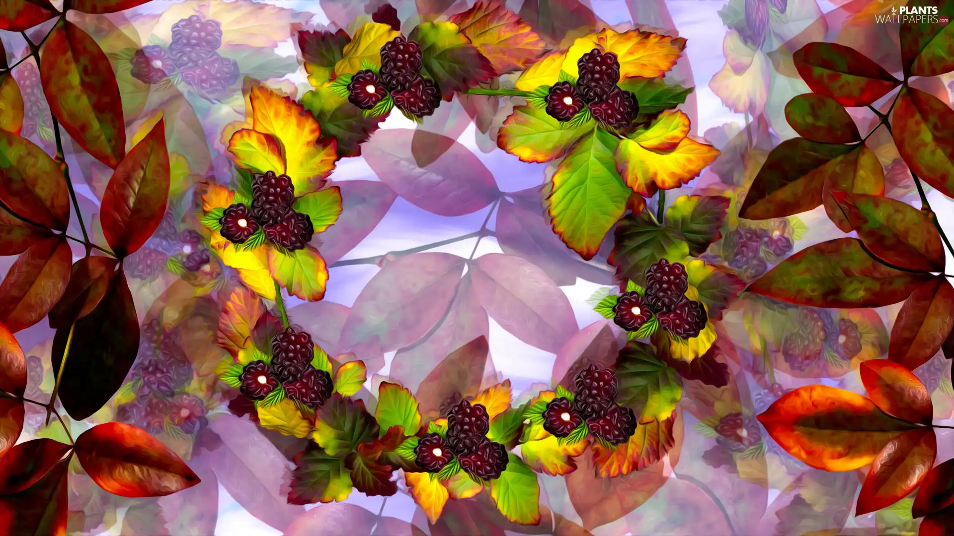 Leaf, blackberries, graphics, wreath