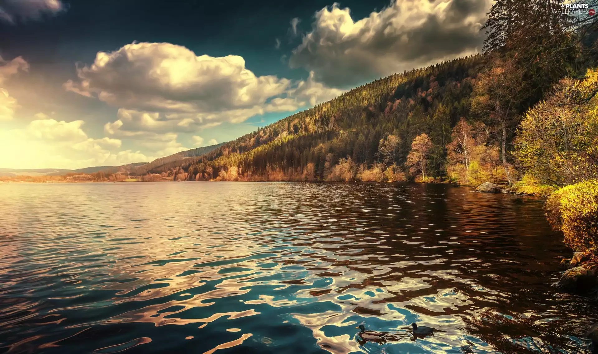 Titisee Lake, Germany, viewes, ducks, trees, Baden-Württemberg