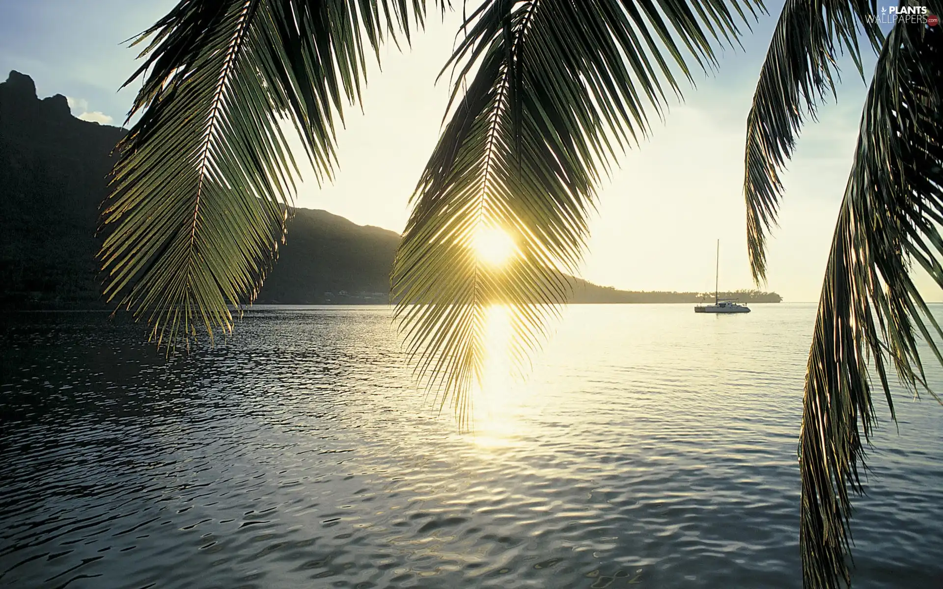 Leaf, water, Yacht, Palms