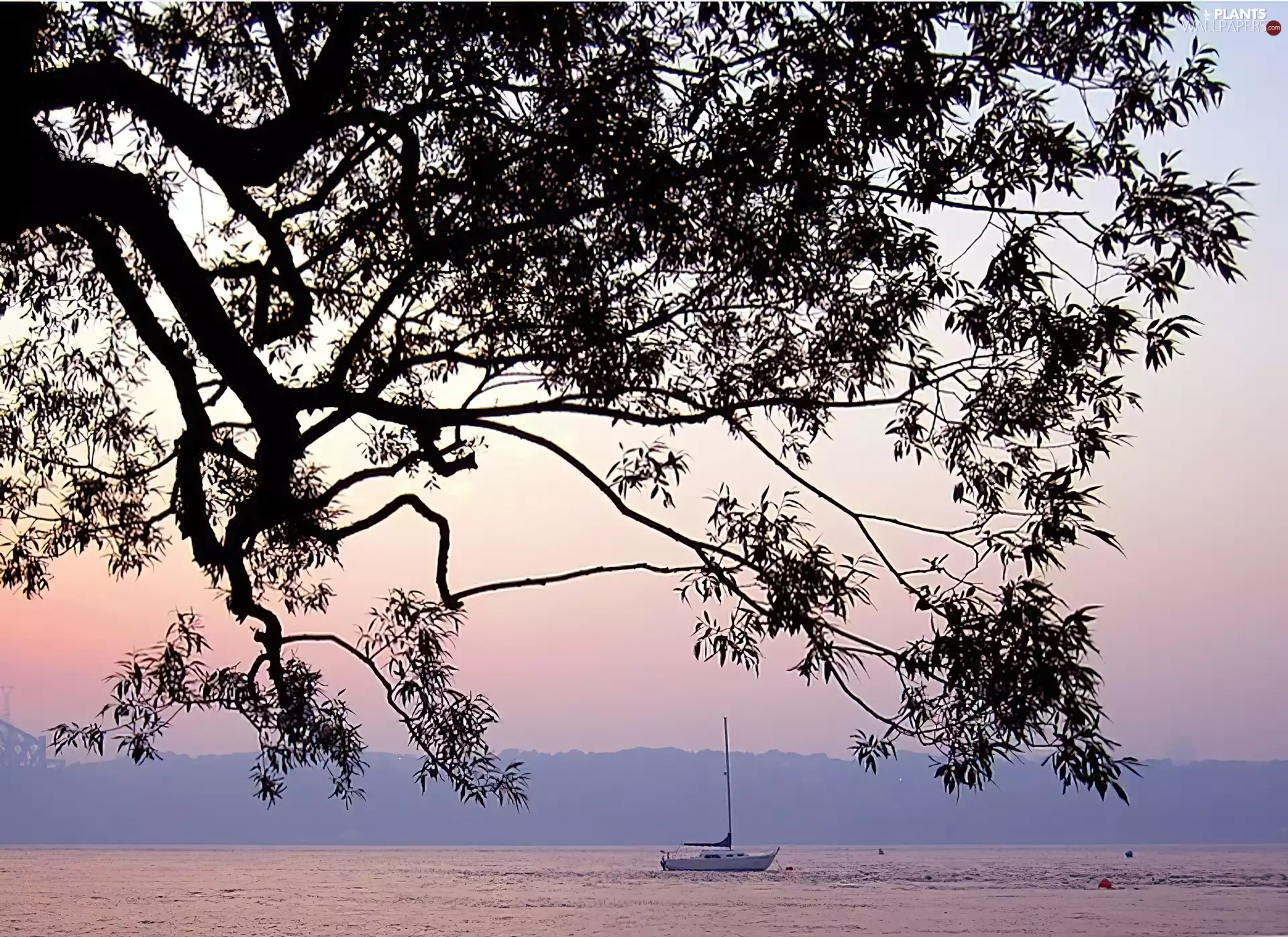 Yacht, trees, sea