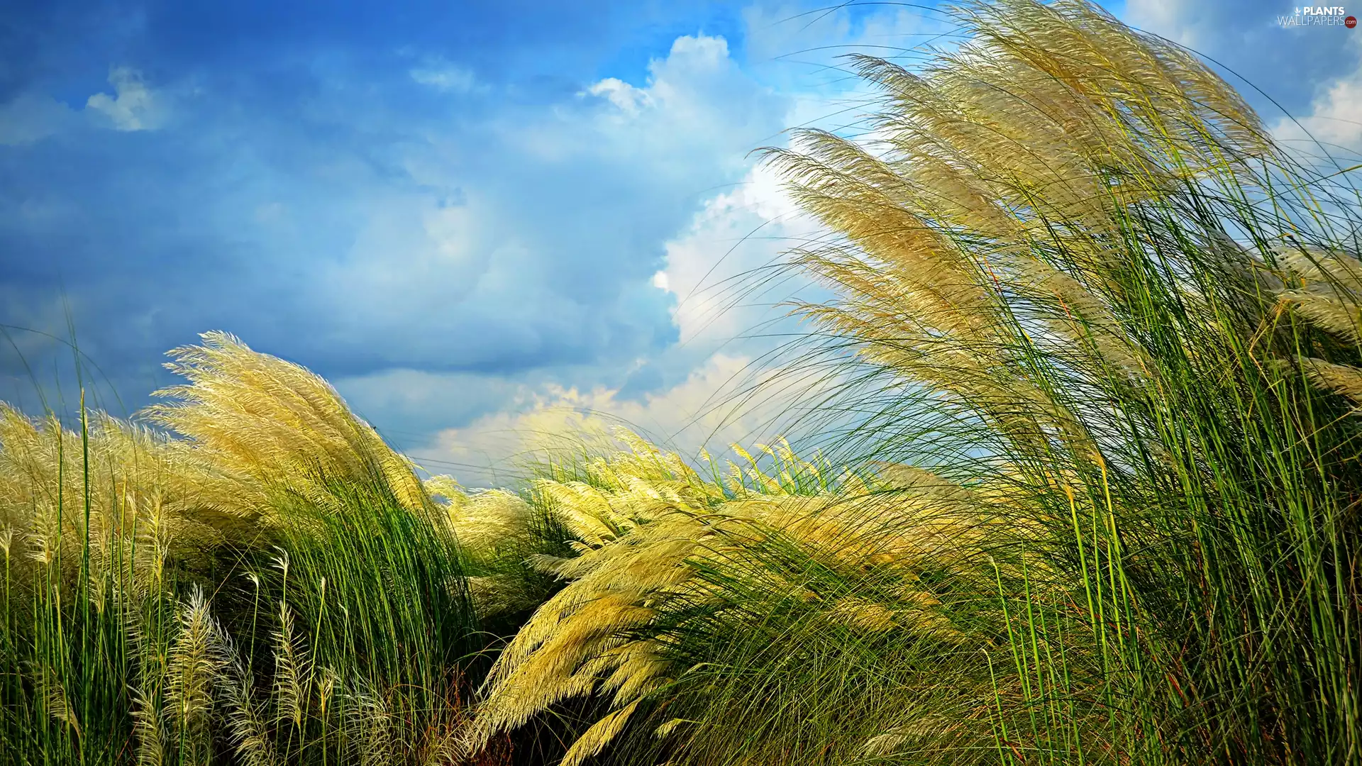 Sky, Yellow and Green, grass