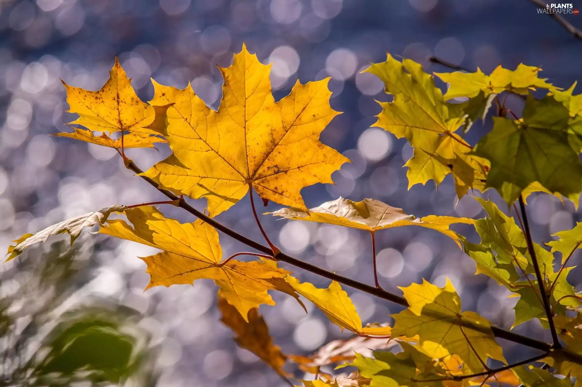 autumn, Leaf, branch, Yellow