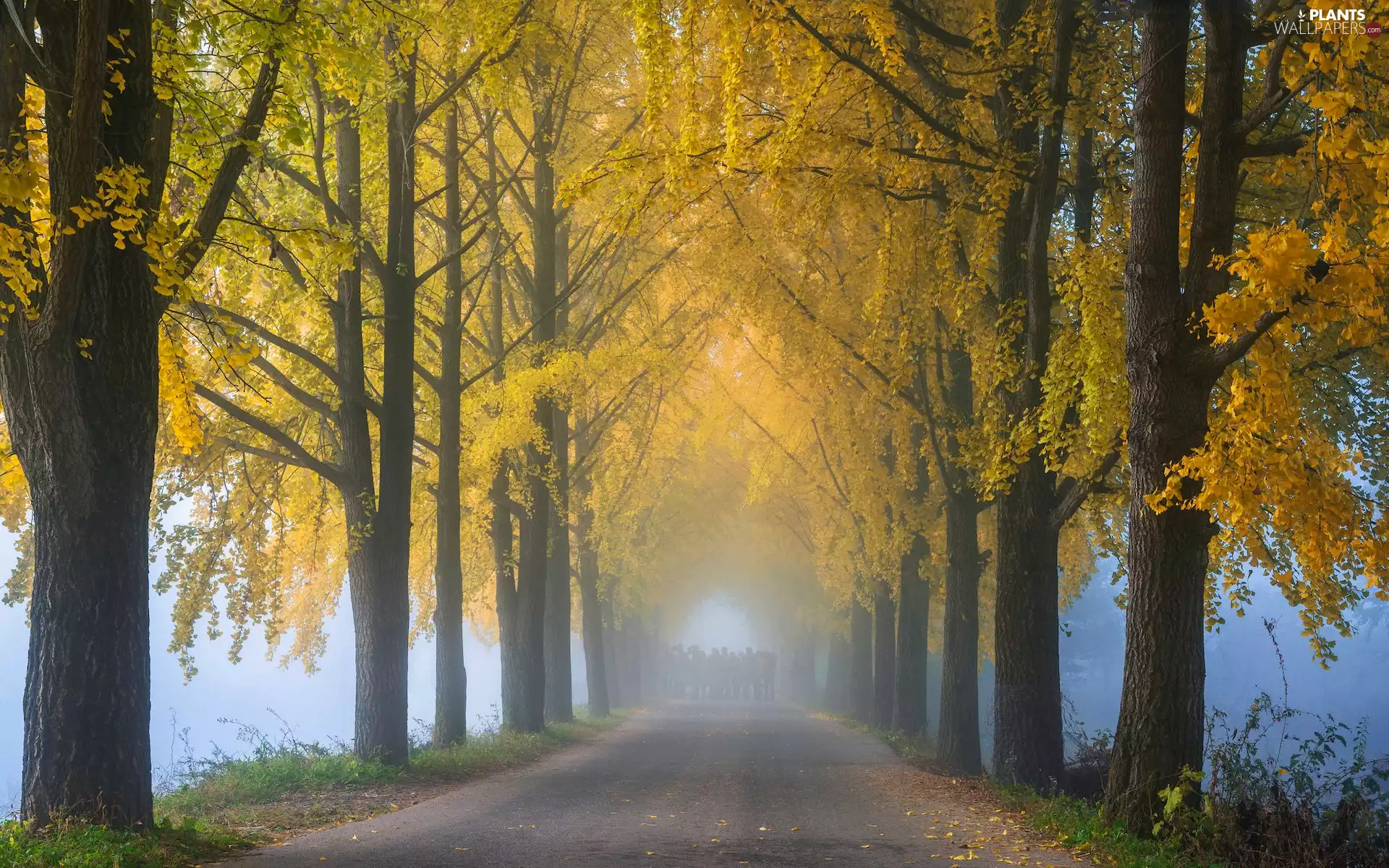 trees, high, autumn, Yellow, Way, viewes, Fog