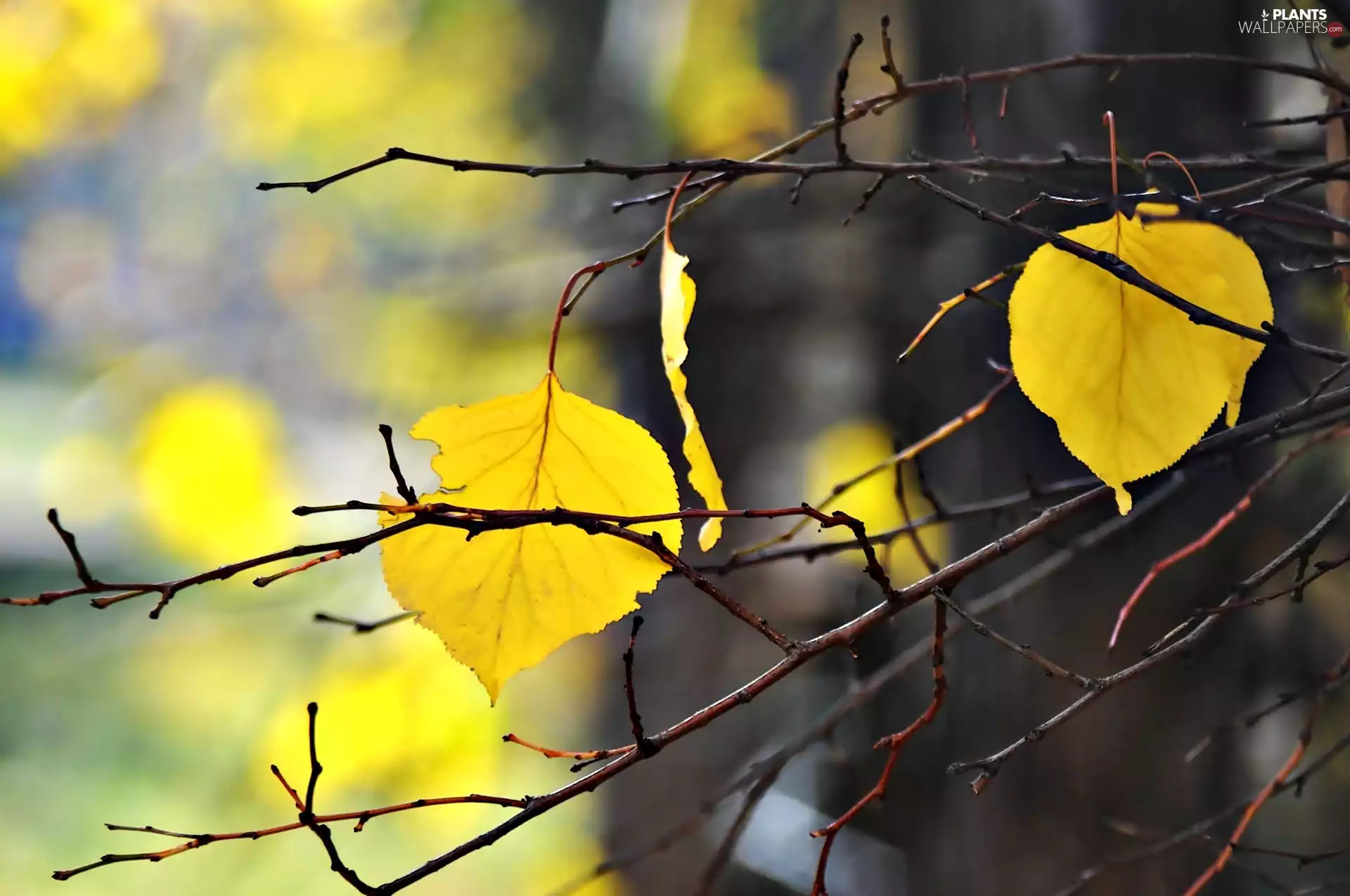 autumn, Leaf, Twigs, Yellow