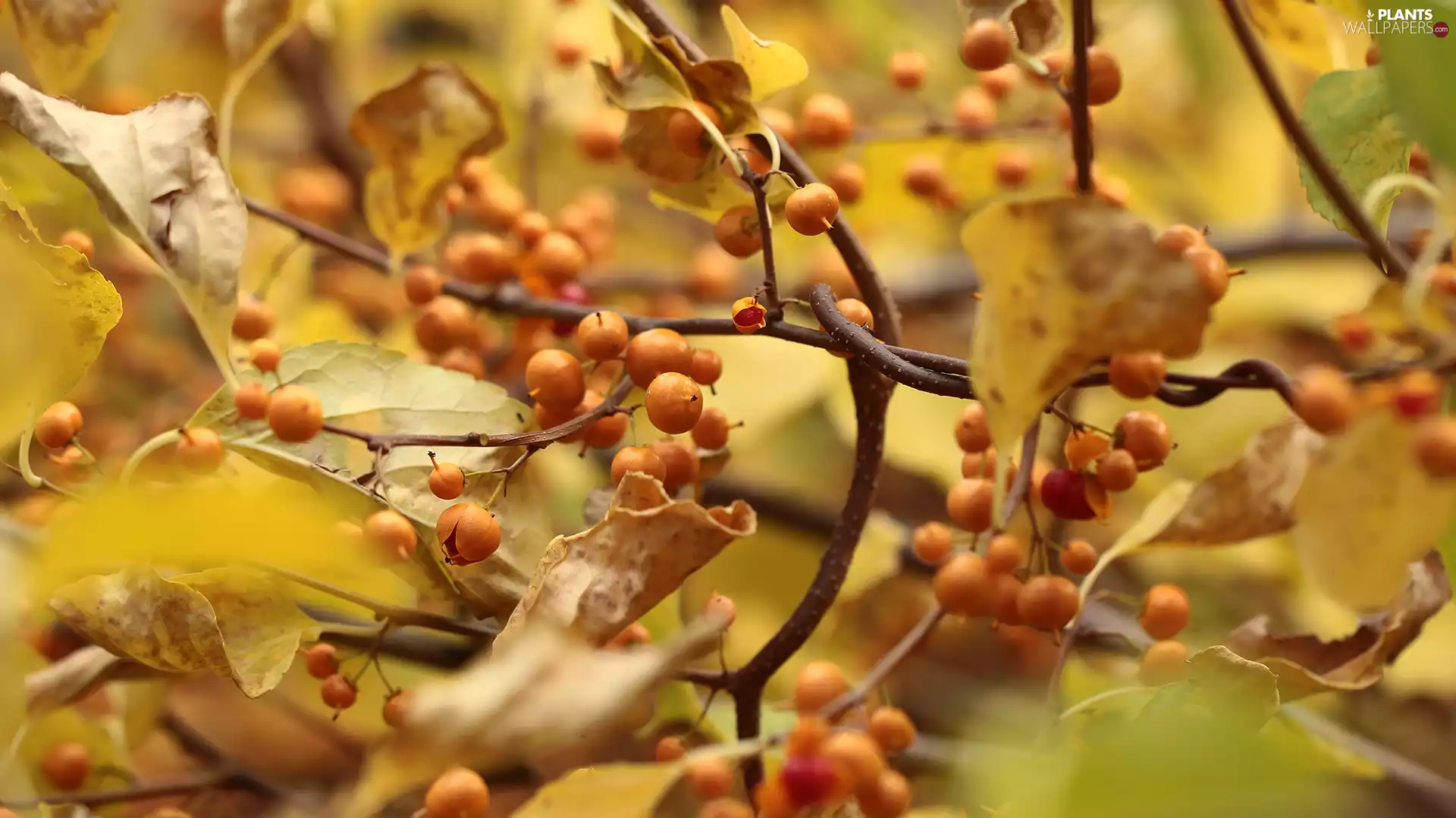 Bush, Fruits, Twigs, Yellow