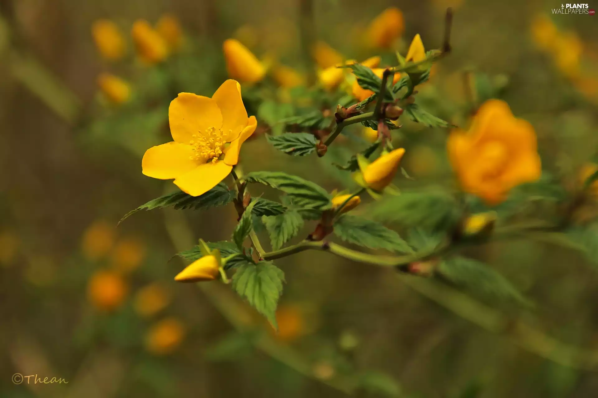 Colourfull Flowers, Pleniflora, Yellow