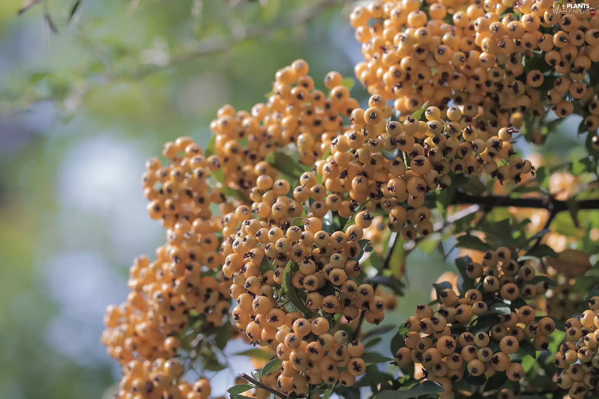 Fruits, twig, Bush, Yellow, Scarlet firethorn
