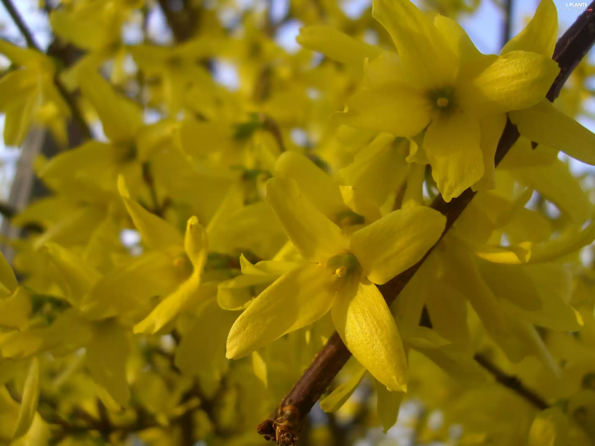 Yellow, forsythia, Flowers