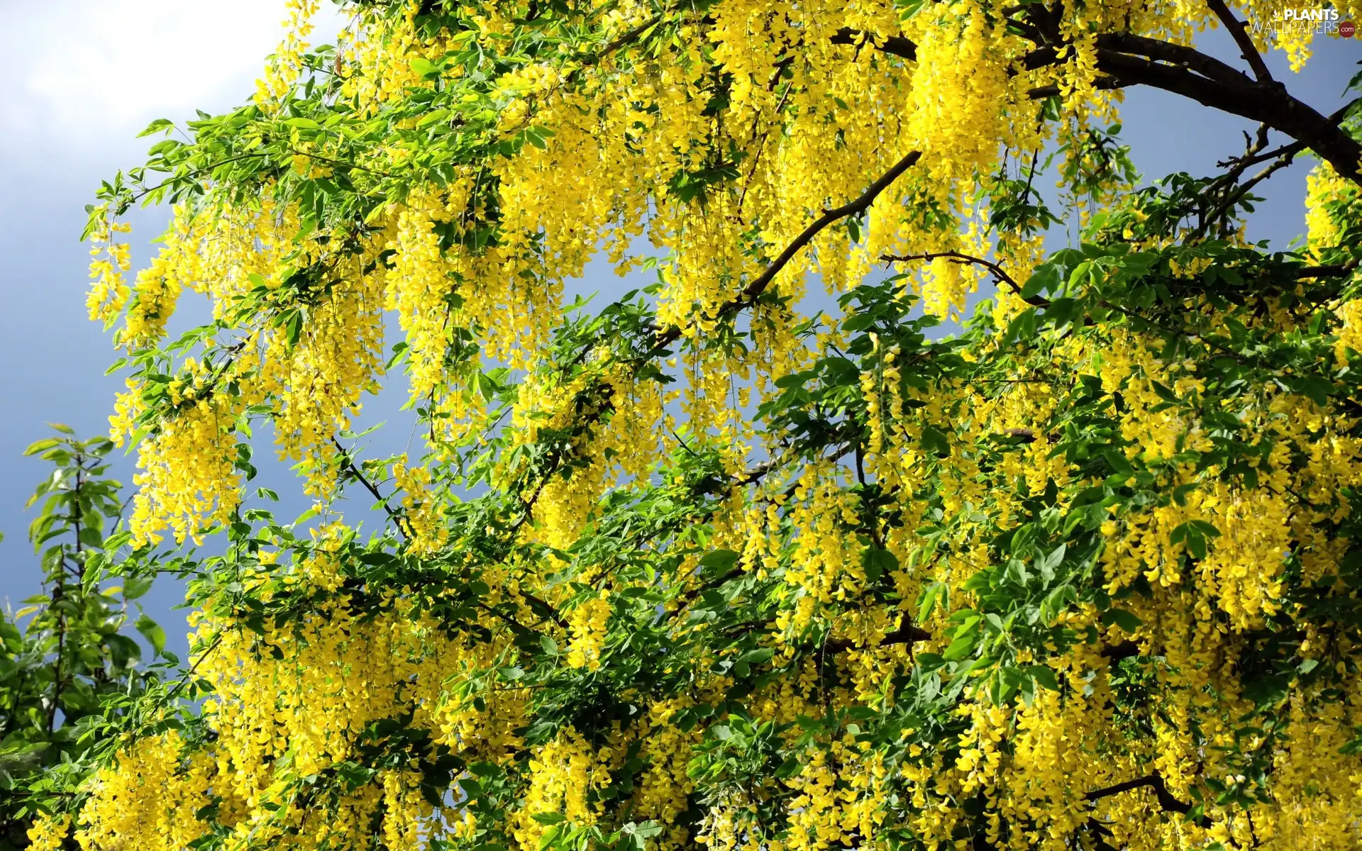 Flowers, Laburnum, Yellow