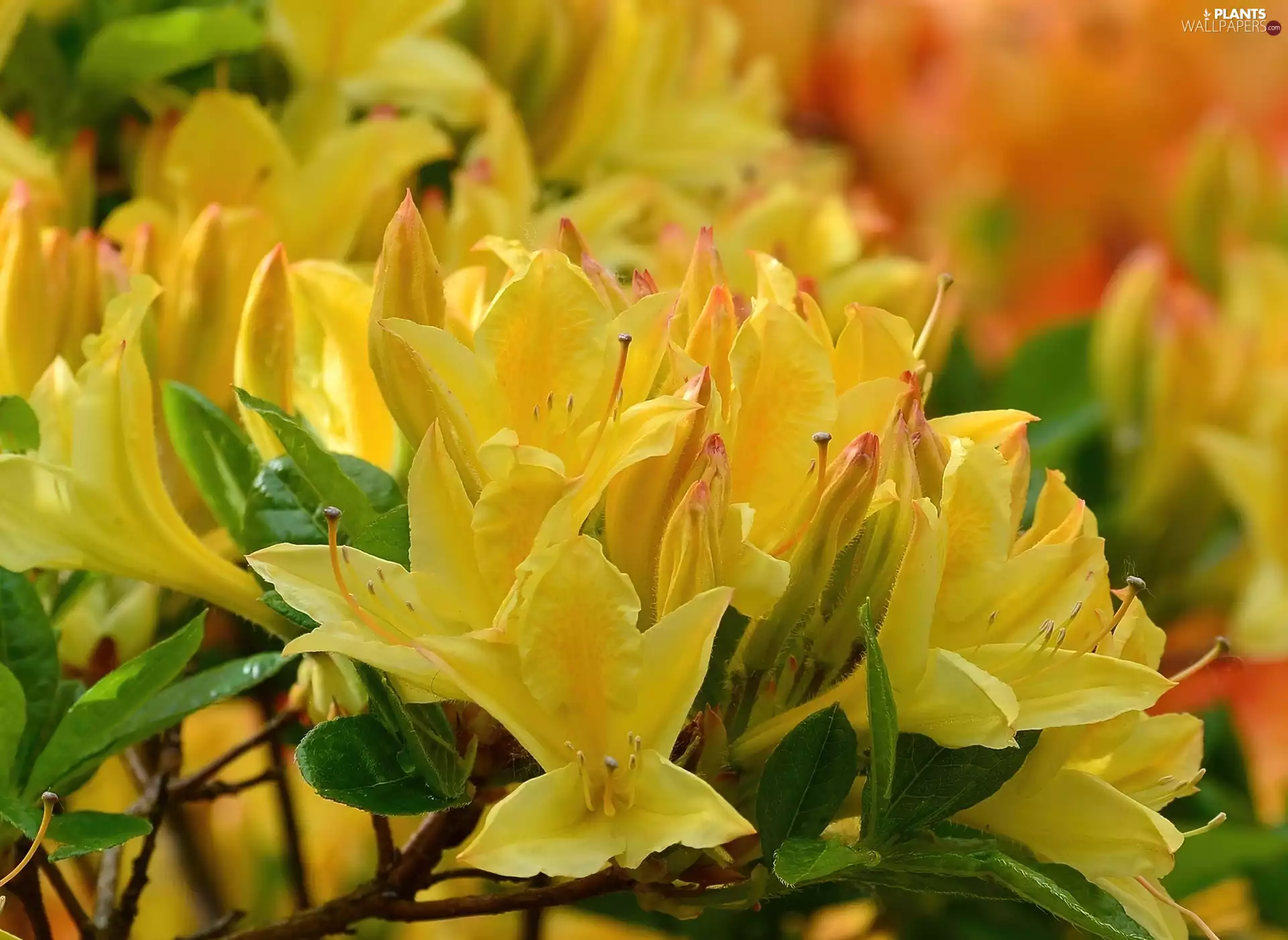 Flowers, Azaleas, rhododendron, Yellow