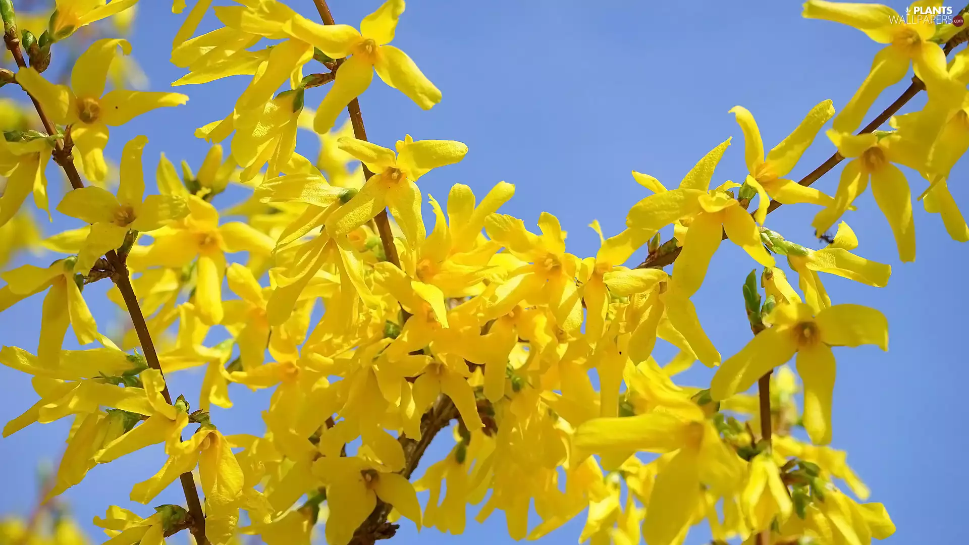 Flowers, forsythia, Twigs, Yellow