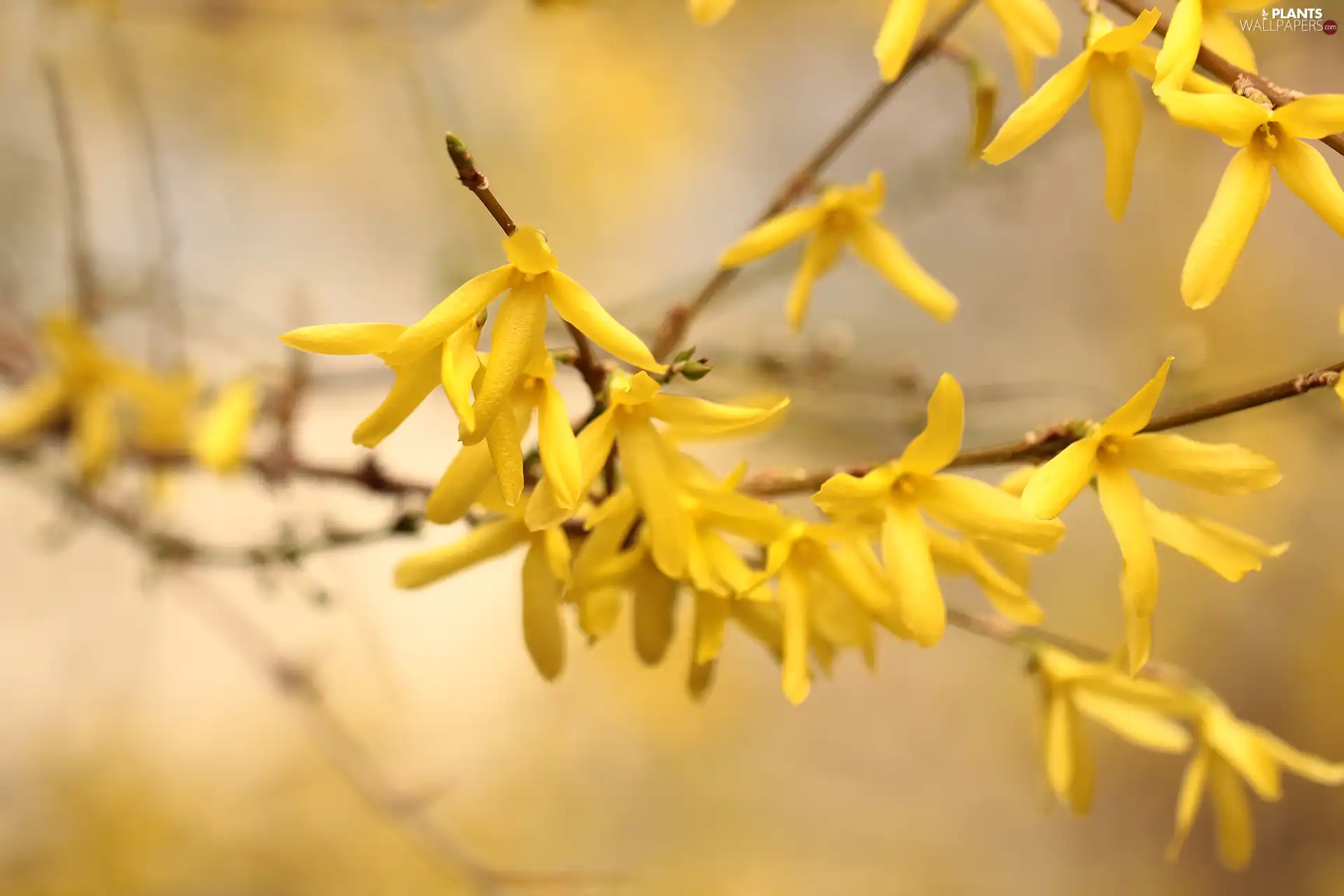 forsythia, Flowers, Twigs, Yellow