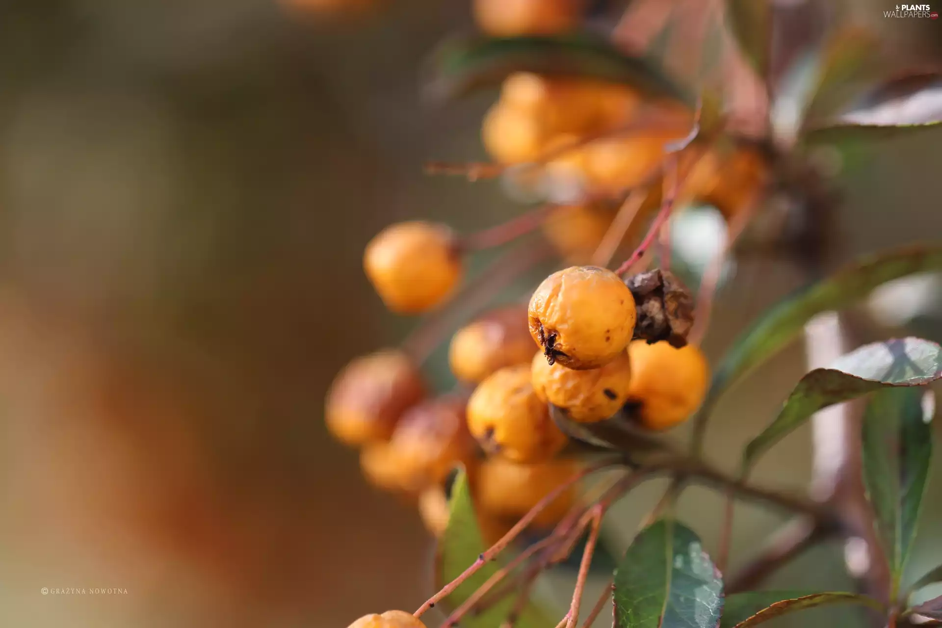 Fruits, Scarlet firethorn, Yellow