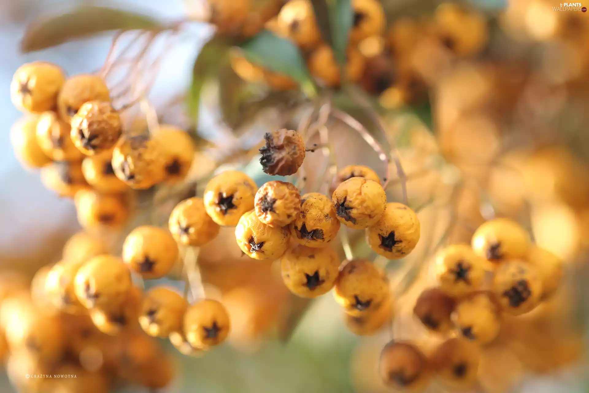 Fruits, Scarlet firethorn, Yellow