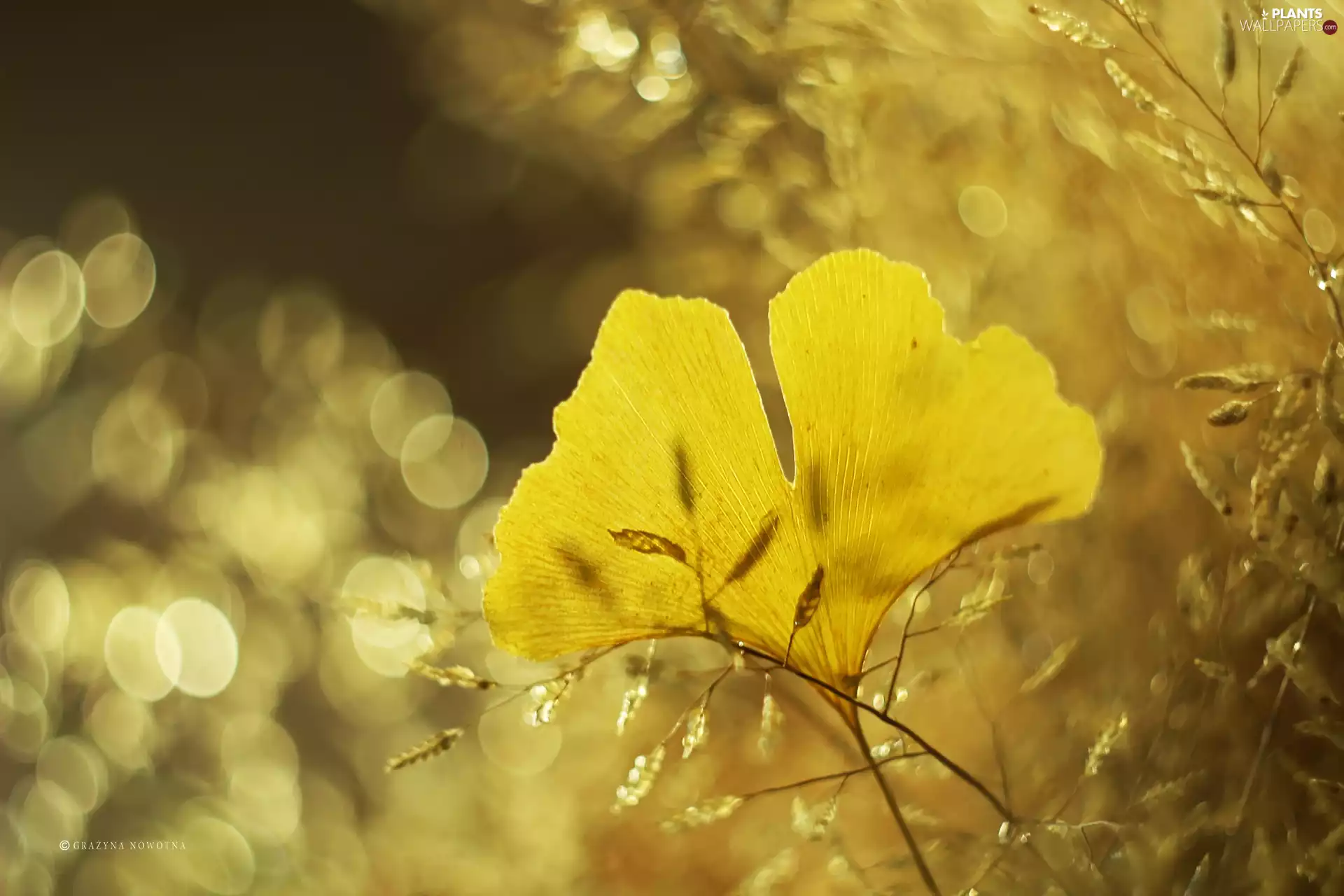 Ginkgo Japanese, leaf, Yellow