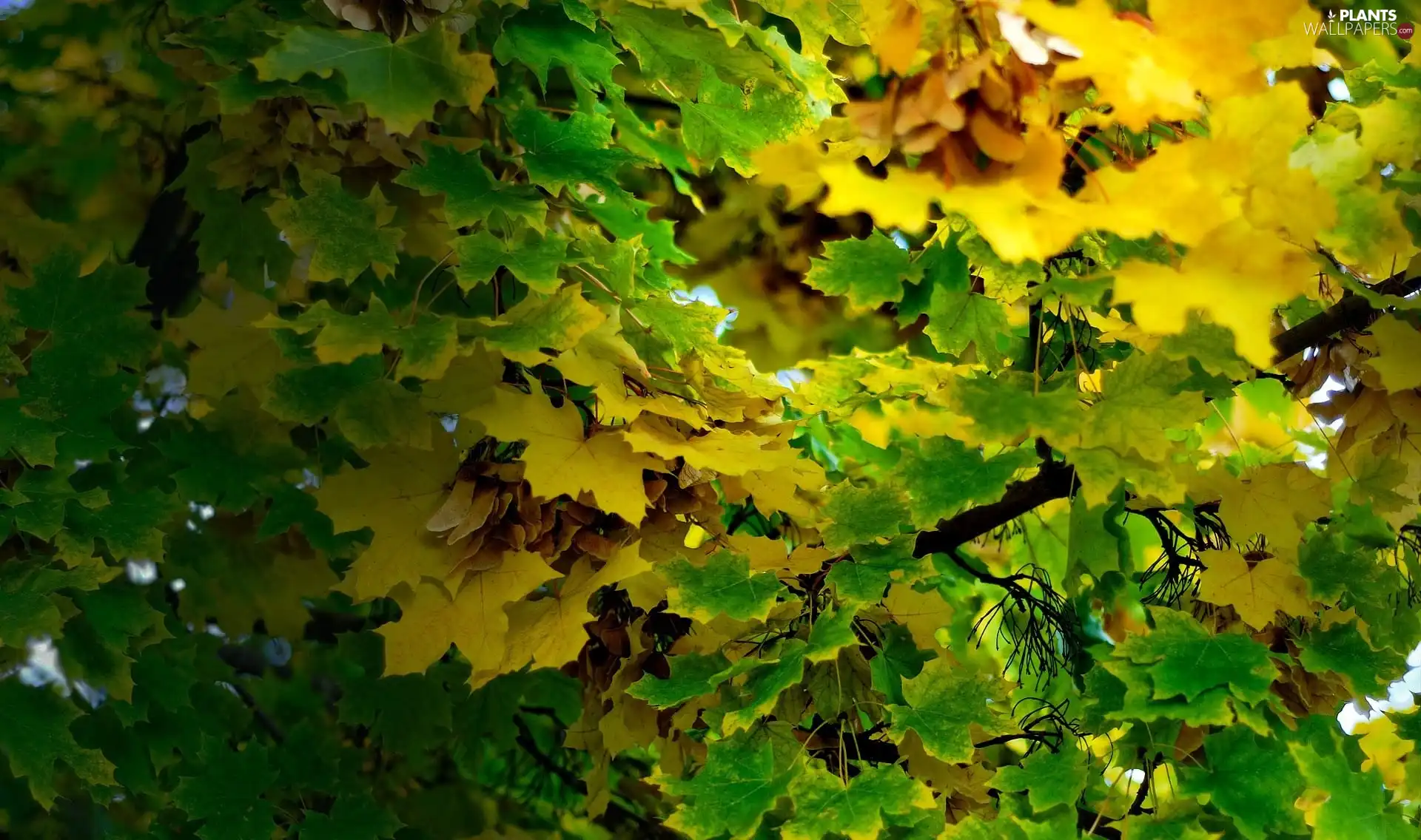 Leaf, green ones, Yellow