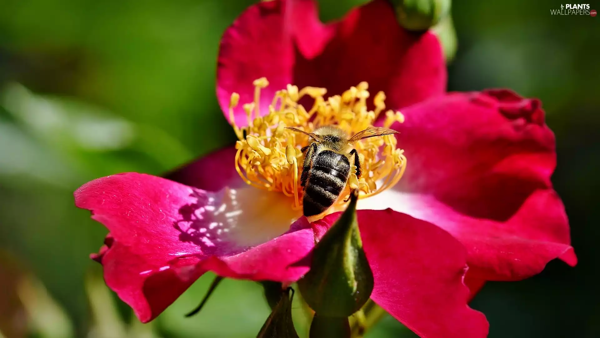 rods, bee, Briar, Yellow, red hot