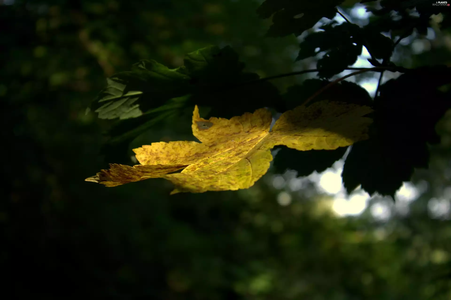 Yellow Leaf