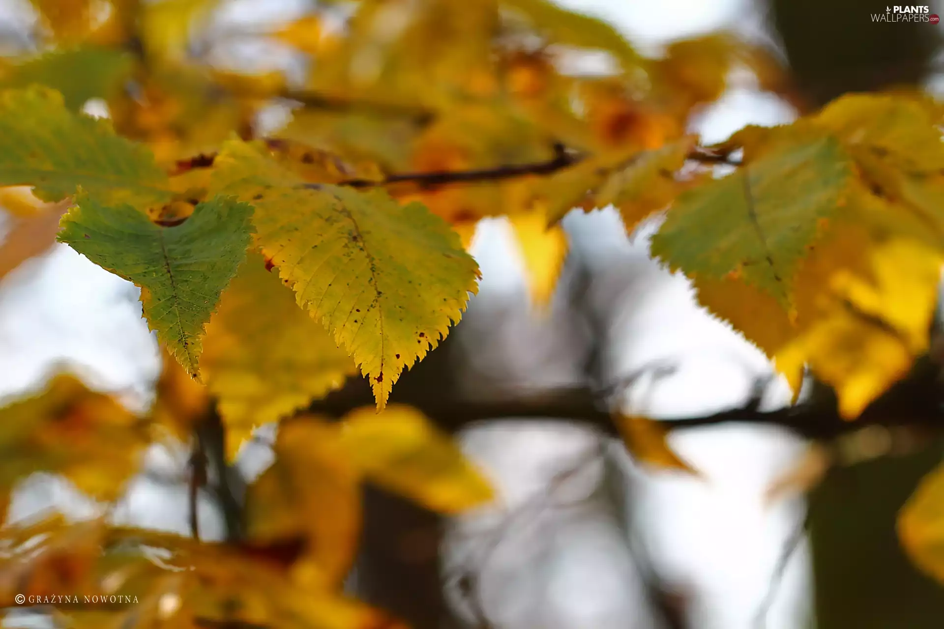 Yellow, Autumn, Leaf