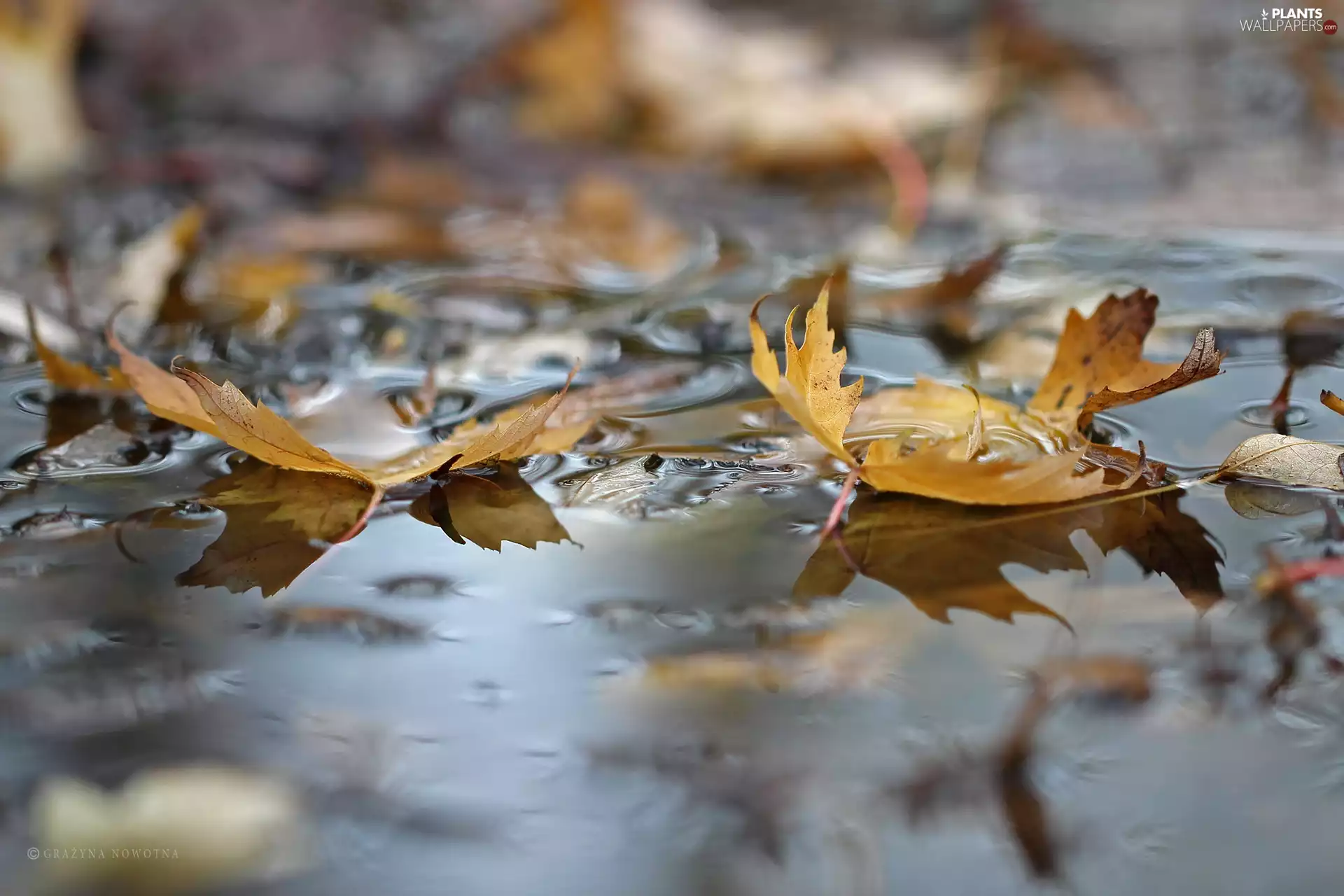 Leaf, puddle, autumn, Yellow