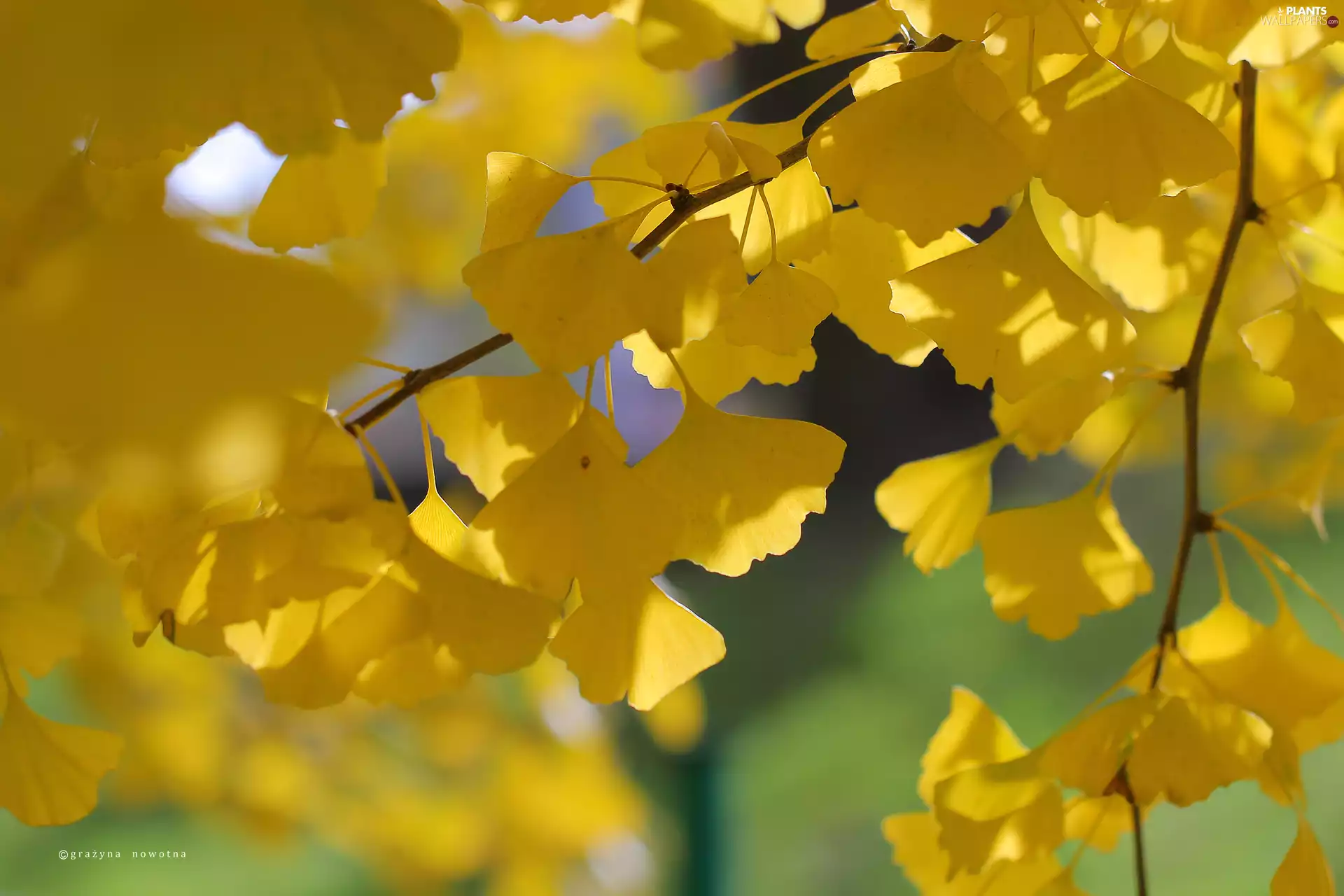 Leaf, Ginkgo Japanese, Yellow