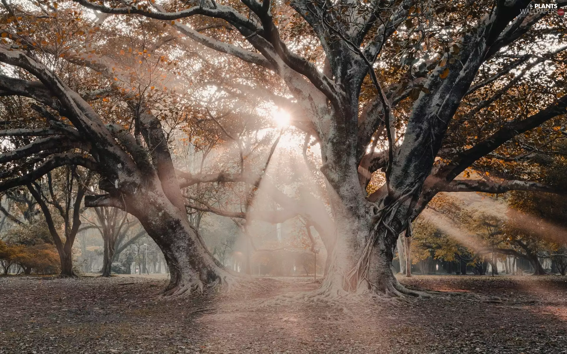 Yellow, viewes, light breaking through sky, Park, trees, Leaf, autumn