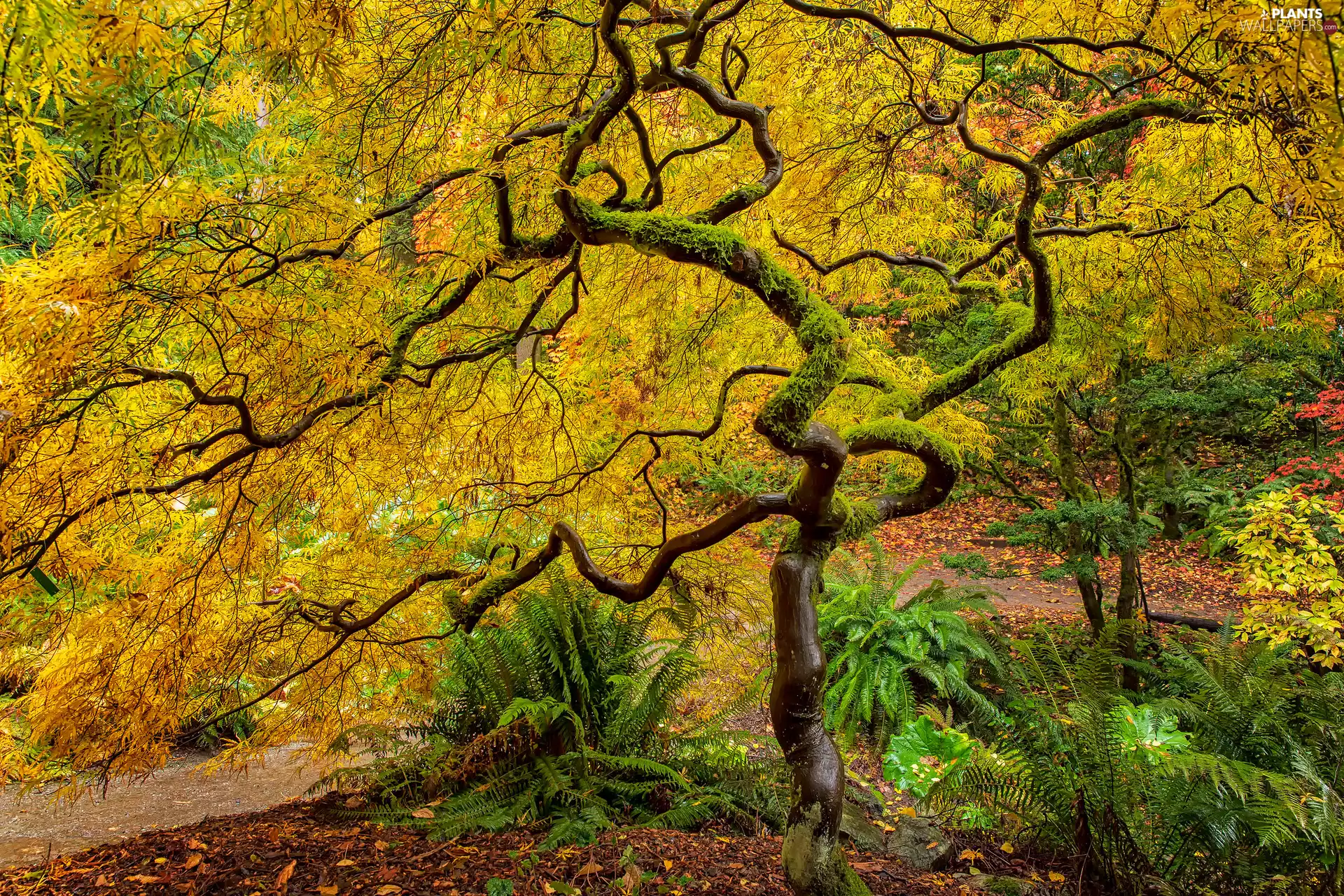 trees, Yellow, Leaf, Maple Palm