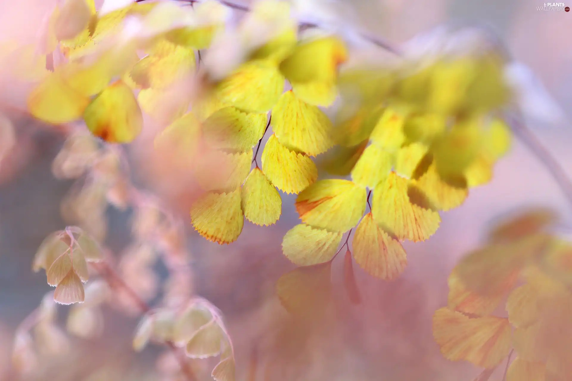 Leaf, Yellow