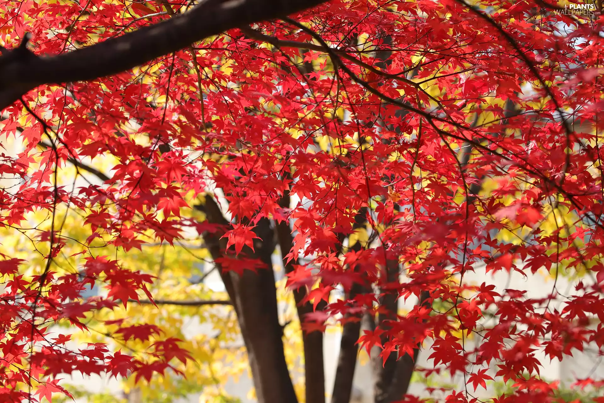 Red, Yellow, maple, Leaf, trees