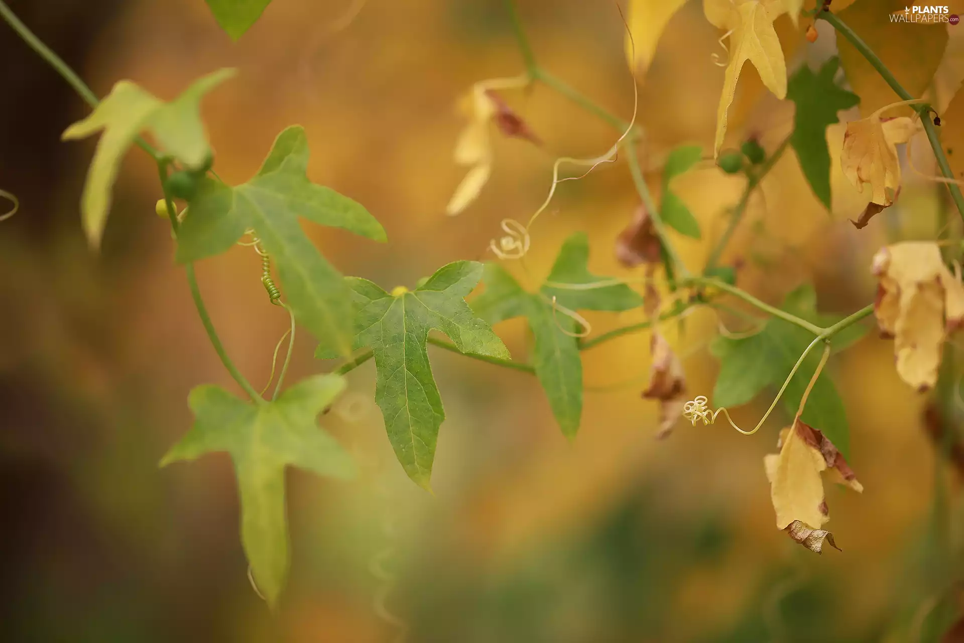 Leaf, Yellow, rapprochement, green ones