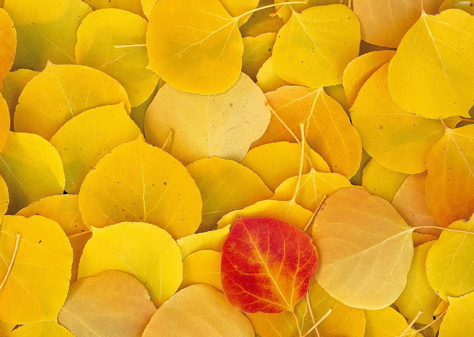 Red, among, yellow, leaf