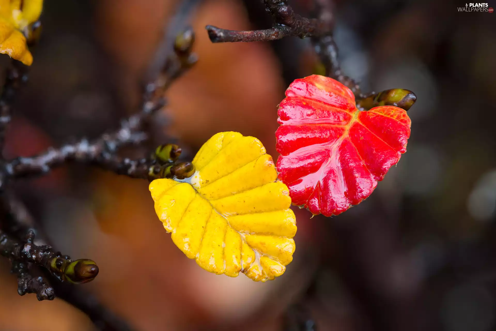 Red, leaf, Twigs, Yellow