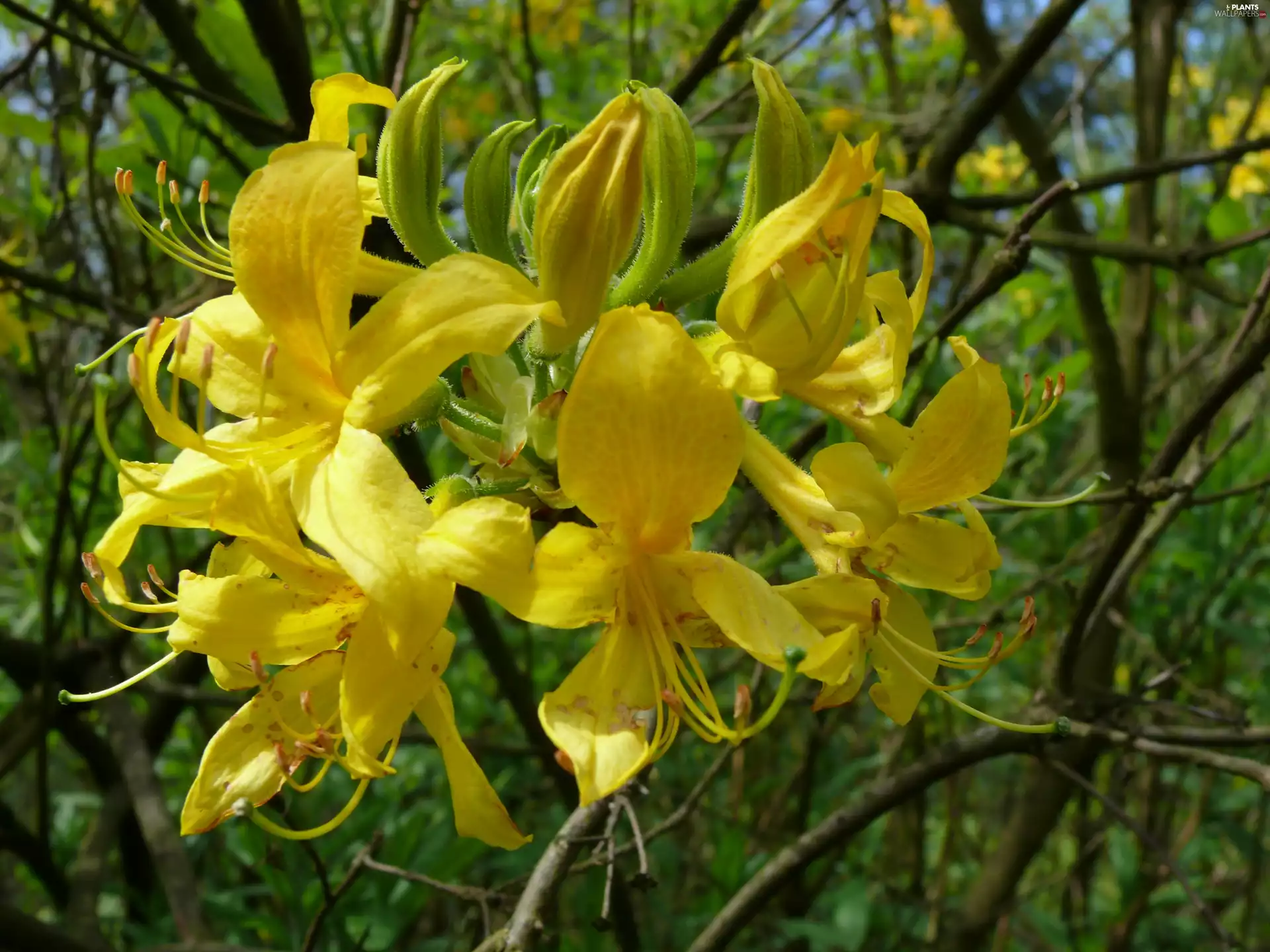 Yellow Azalea, rhododendron