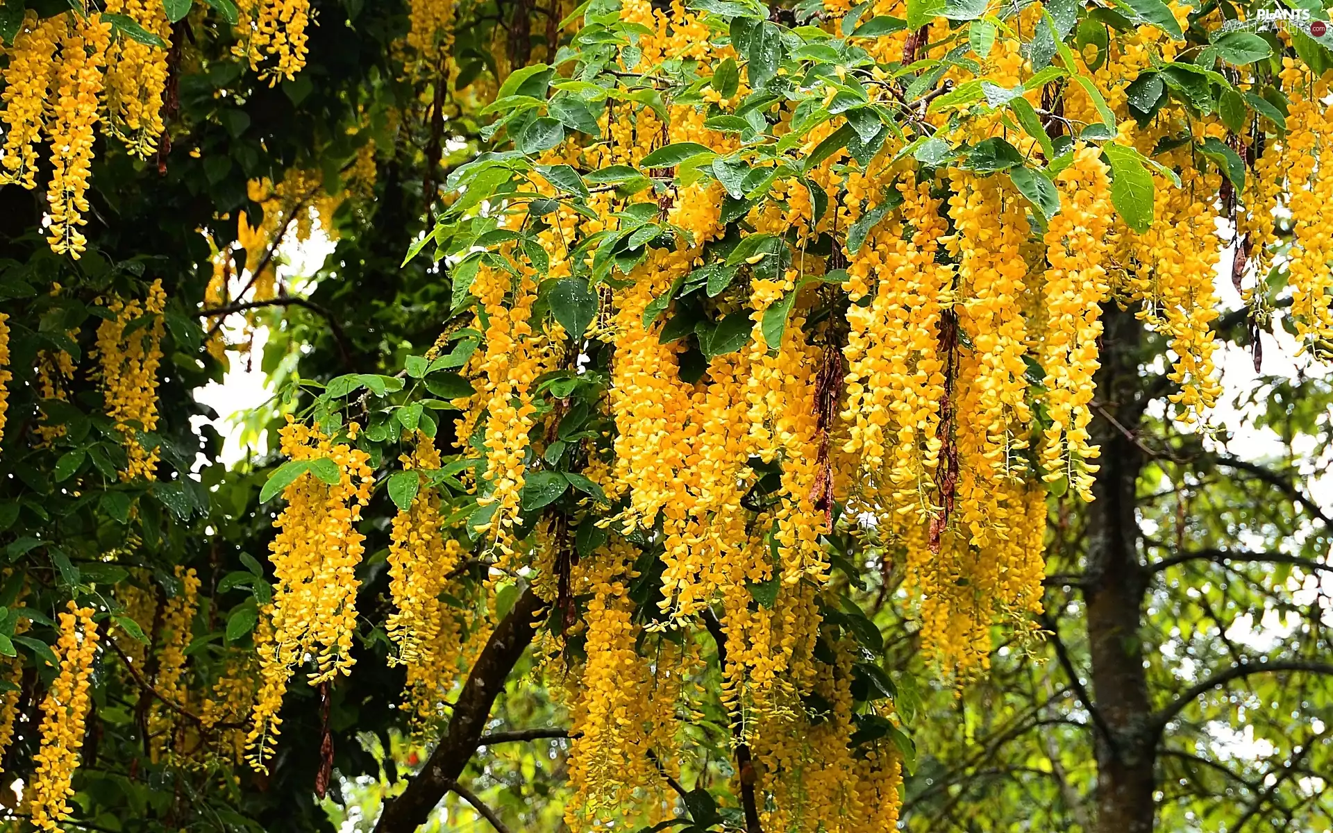 trees, Flowers, Laburnum, Yellow