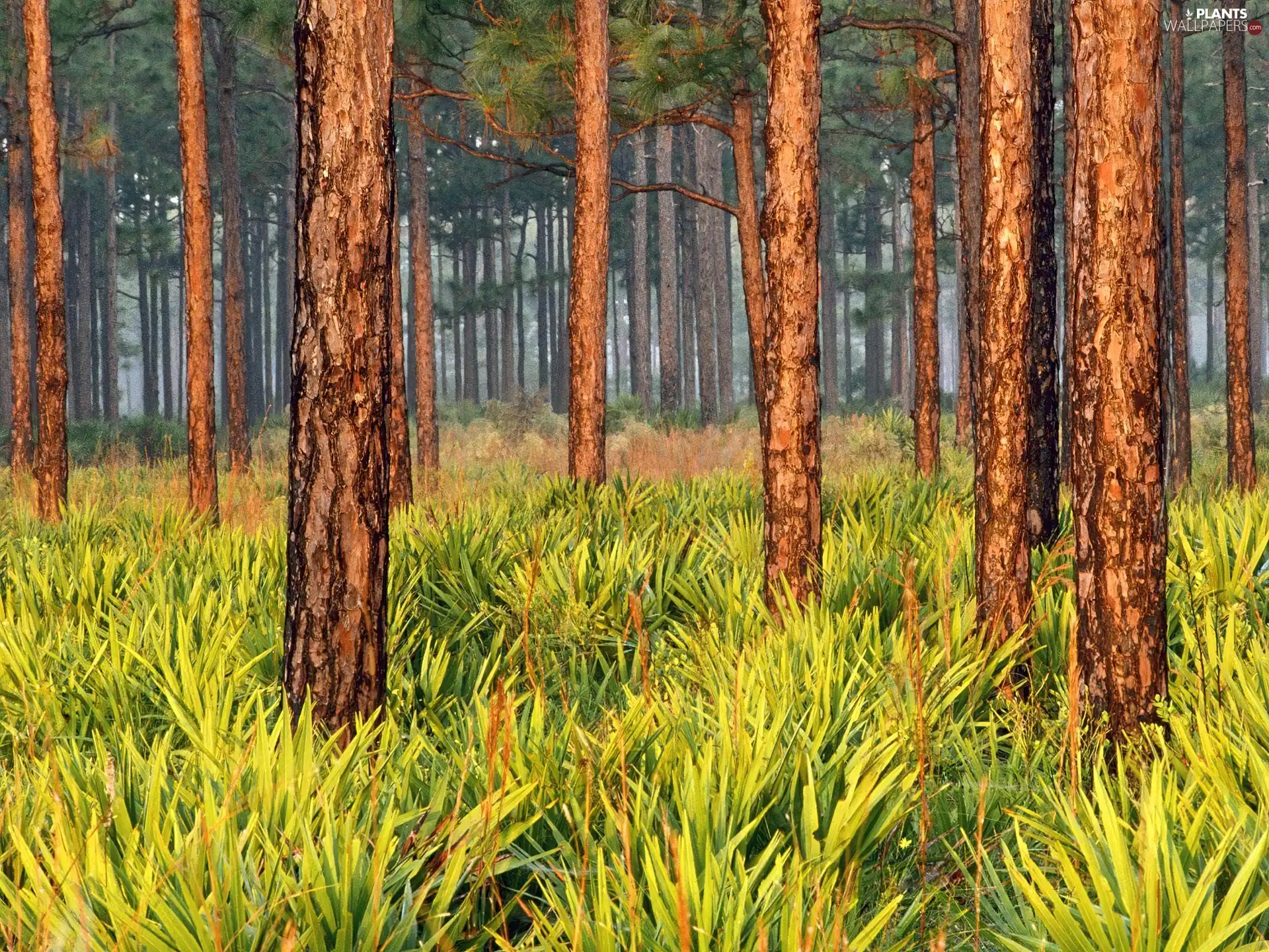 viewes, high, green ones, trees, forest, yellow, shrubs