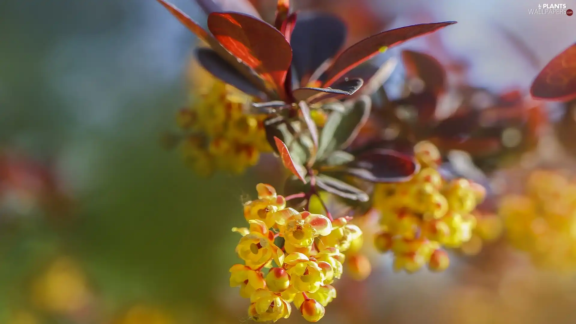 twig, Flowers, barberry, Yellow