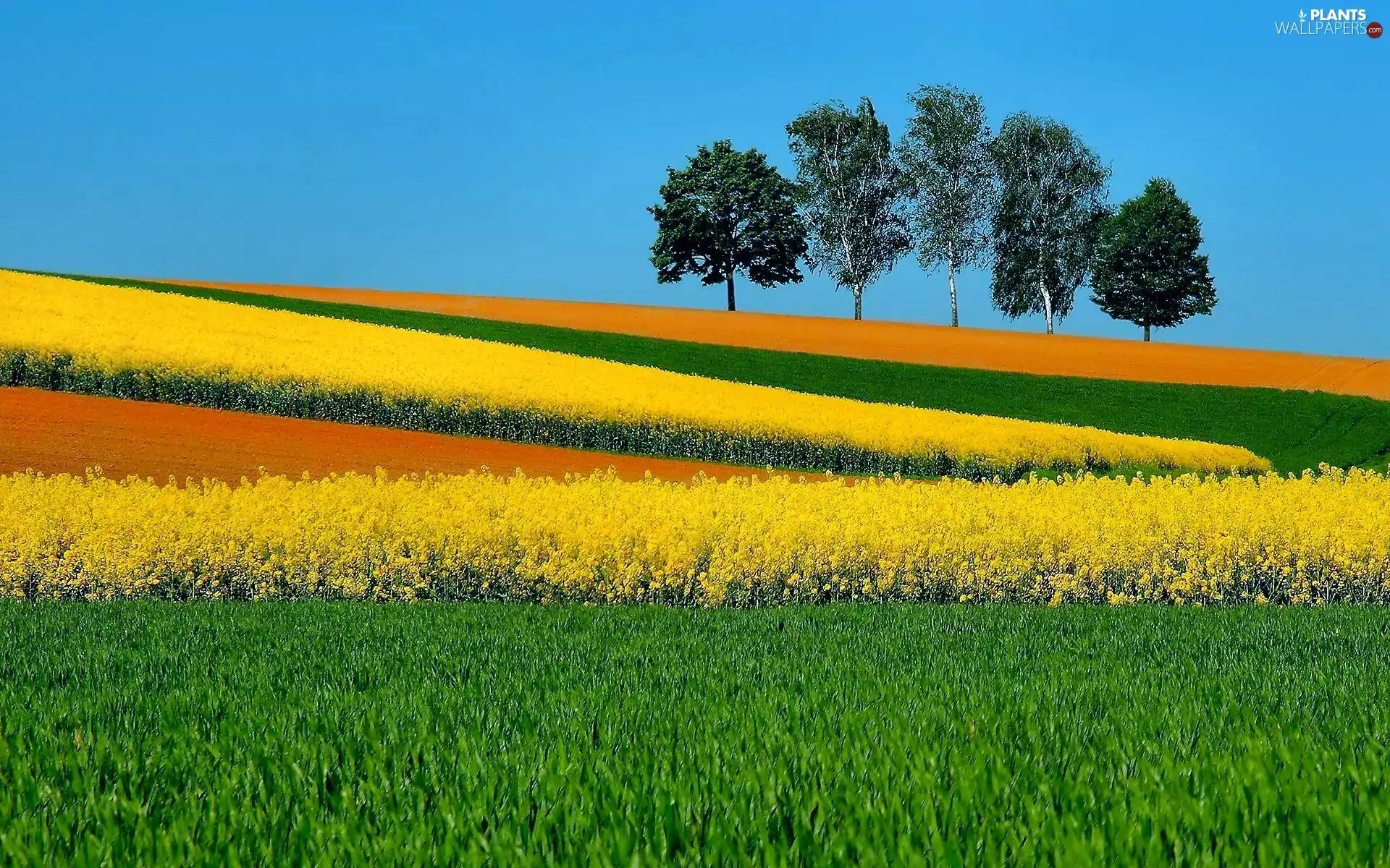 grass, Yellow, viewes, rape, trees