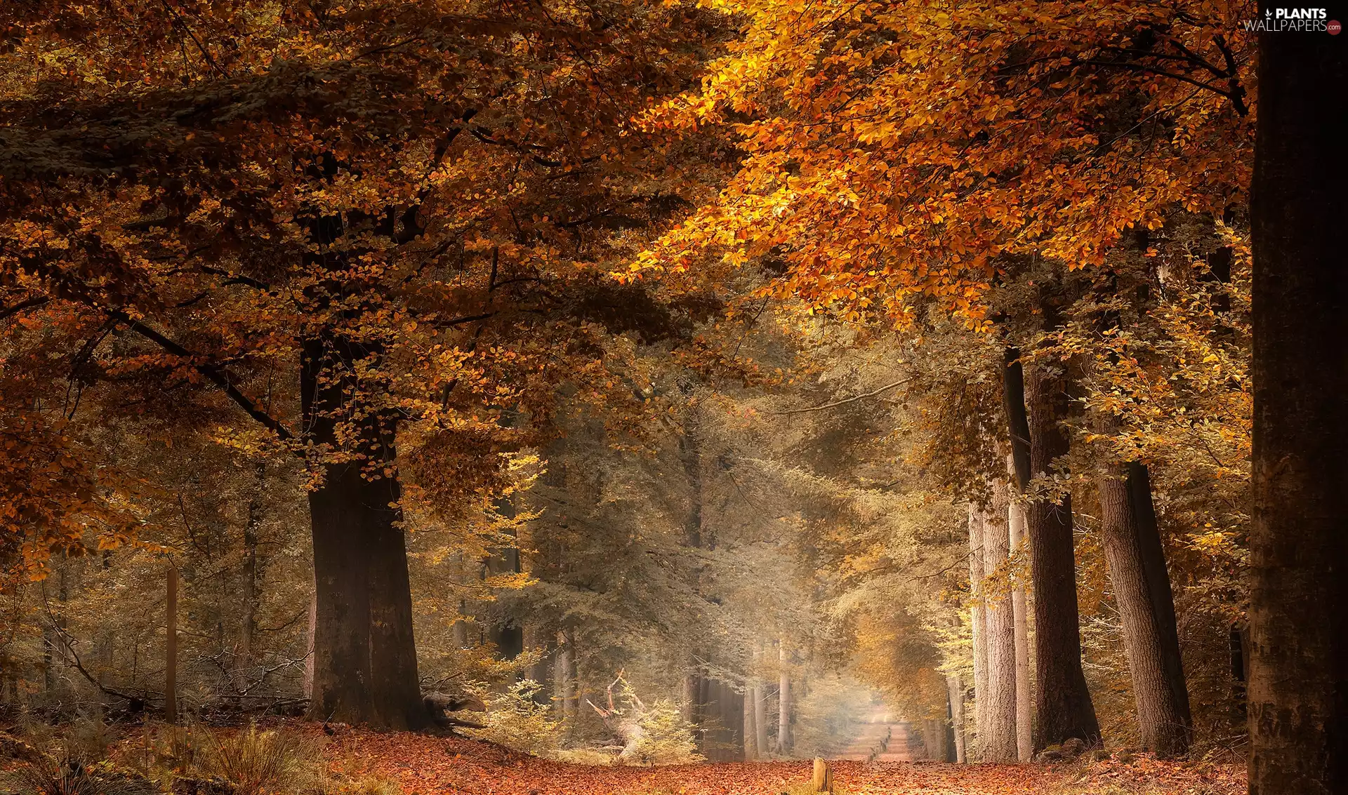 trees, viewes, Way, Leaf, Brown, forest, autumn, Yellow