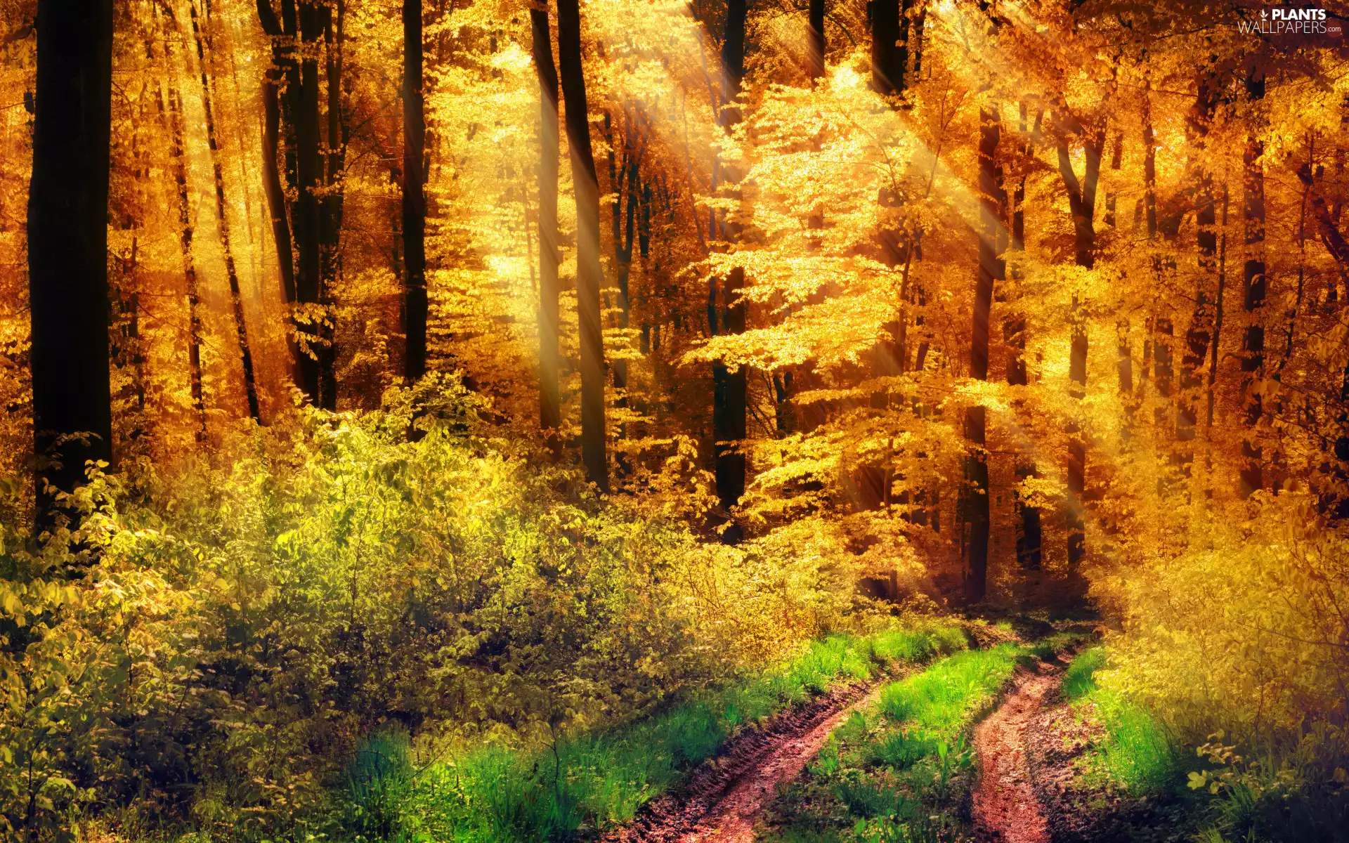 grass, Bush, luminosity, Yellowed, sunny, sun, forest, ligh, trees, autumn, Way, flash, viewes