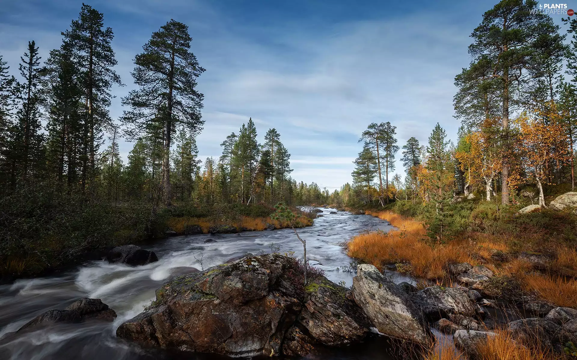 viewes, River, autumn, Stones, grass, trees, forest, Yellowed