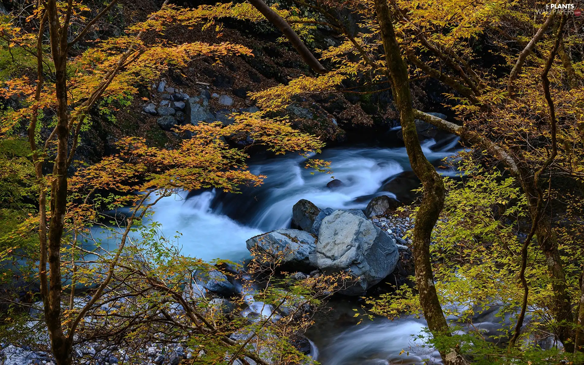 Stones, trees, autumn, viewes, Leaf, River, forest, Yellowed